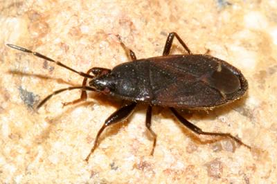 Eremocoris setosus