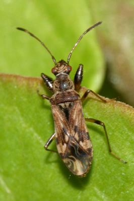 Neopamera albocincta