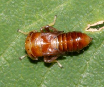 Leafhoppers genus Balcanocerus