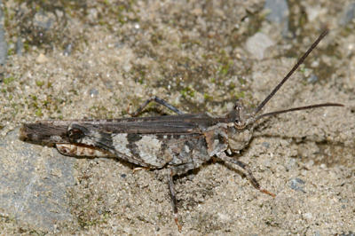 Longhorn Band-Winged Grasshopper - Psinidia fenestralis