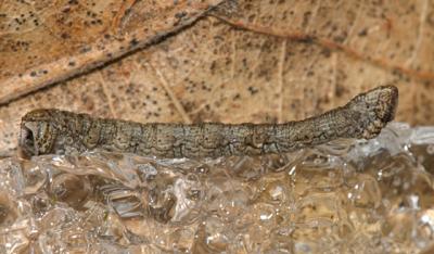 6864 - Northern Pine Looper - Caripeta piniata