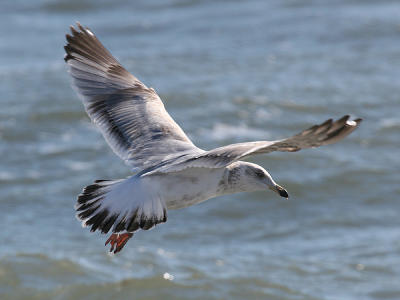Herring Gull