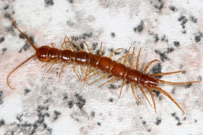  Stone Centipede - Lithobius forficatus