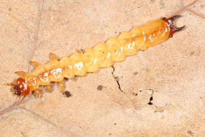 Dendroides canadensis (larva)