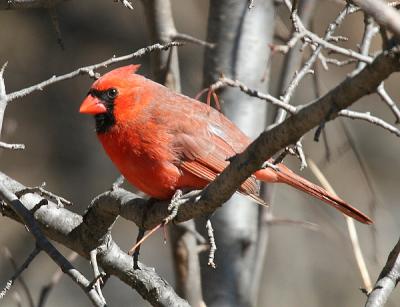 male Northern Cardinal