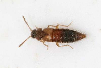 Hoplandria sp.