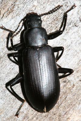 False Mealworm Beetle - Alobates pennsylvanica