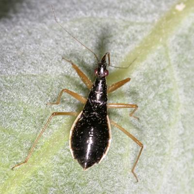 Nabis subcoleoptrata