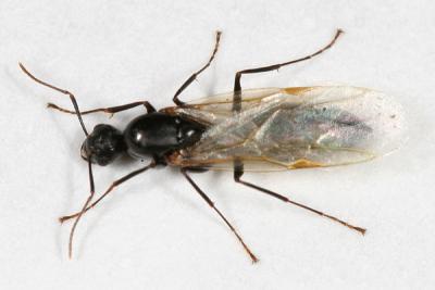 Camponotus nearcticus (winged male)