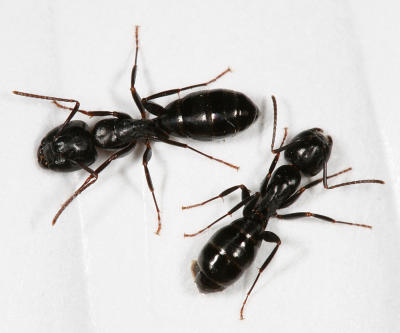 Camponotus nearcticus