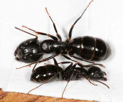 Camponotus nearcticus