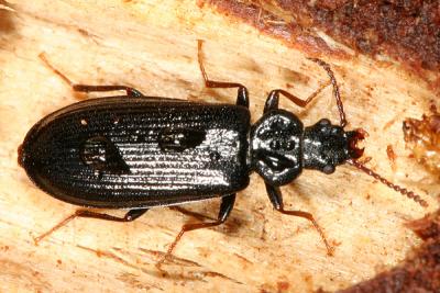 Dead Log Beetles - Pythidae