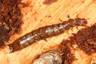 Boros unicolor (larva)