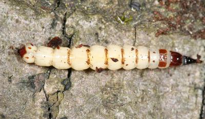 Xylophagus reflectens larva