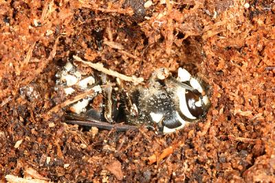 Dolichovespula maculata (hibernating Bald-faced Hornet)