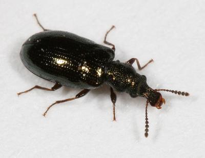 Narrow-waisted Bark Beetles - Salpingidae