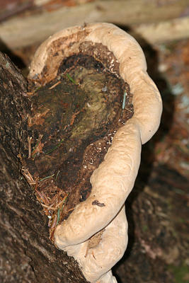 Fomitopsis pinicola