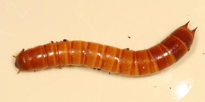 Uloma sp. larva