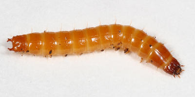 Click beetle larvae