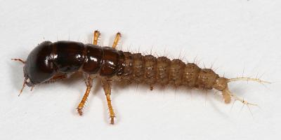 Platydracus sp. larva