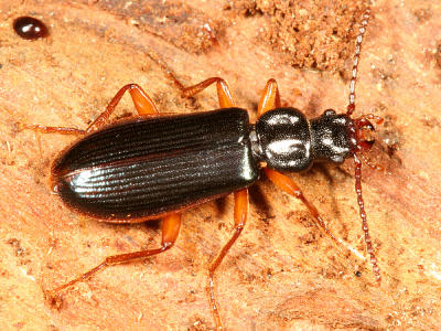 Pytho americanus