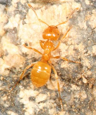 Citronella Ants - genus Acanthomyops