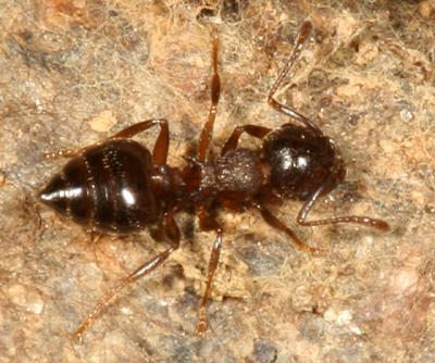 Acrobat Ants - genus Crematogaster