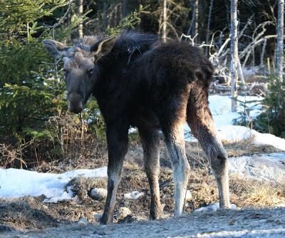 Moose yearling - Alces alces