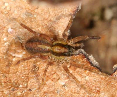 Pardosa distincta