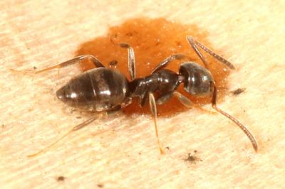 Odorous Ants subfamily  Dolichoderinae