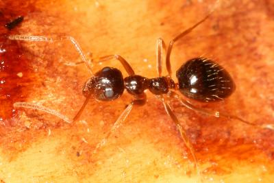 False Honey Ant (Prenolepis imparis) - worker