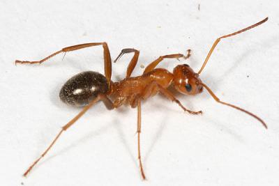 Formica sp. worker