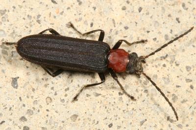 Red-necked False Blister Beetle - Asclera ruficollis