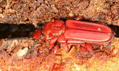 mating Red Flat Bark Beetles - Cucujus clavipes