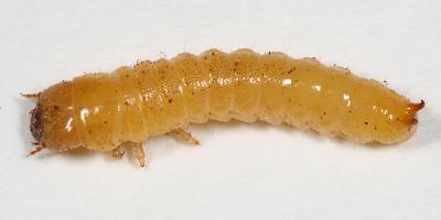 Synchroa sp. larva