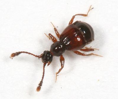 Rybaxis conjuncta