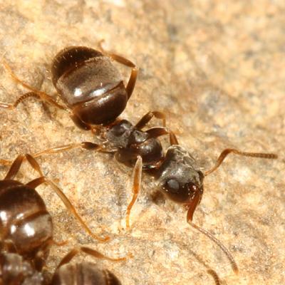 Lasius americanus