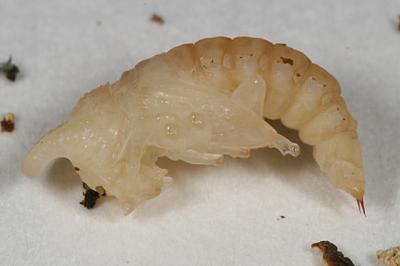  Forked Fungus Beetle pupa - Bolitotherus cornutus