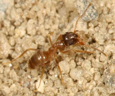 Lasius neoniger