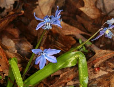  Siberian Squill - Scilla siberica 