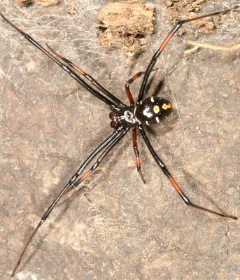 male Northern Black Widow - Latrodectus variolus