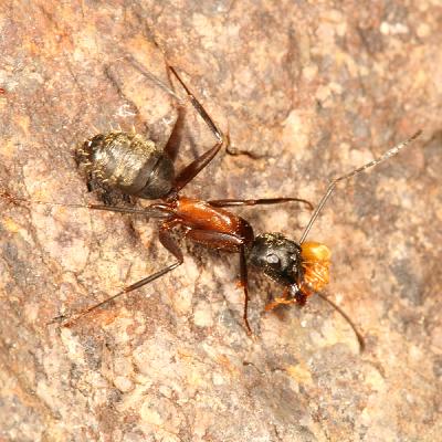 Camponotus chromaiodes