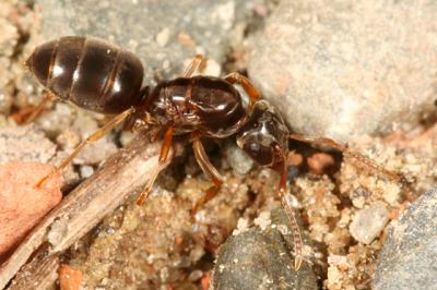 Lasius aphidicola