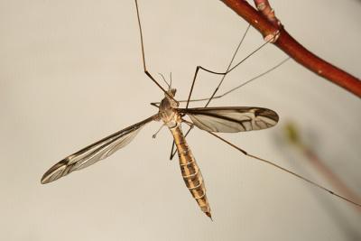 Tipula furca