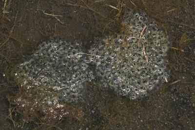 Eastern Newt egg masses - Notophthalmus viridescens