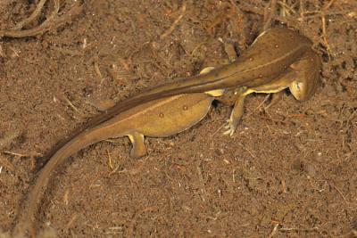 Eastern Newts mating - Notophthalmus viridescens