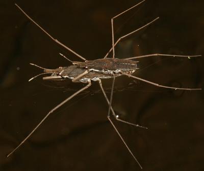 Water Striders - Gerridae