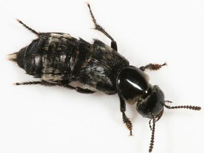 Hairy Rove Beetle - Creophilus maxillosus