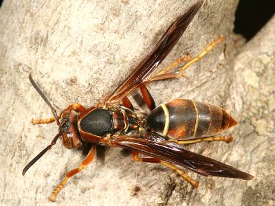 Northern Paper Wasp - Polistes fuscatus