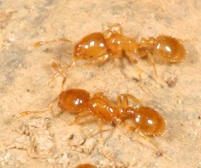 Fire Ants (Solenopsis) - subgenus Diplorhoptrum